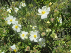 Cistus monspeliensis