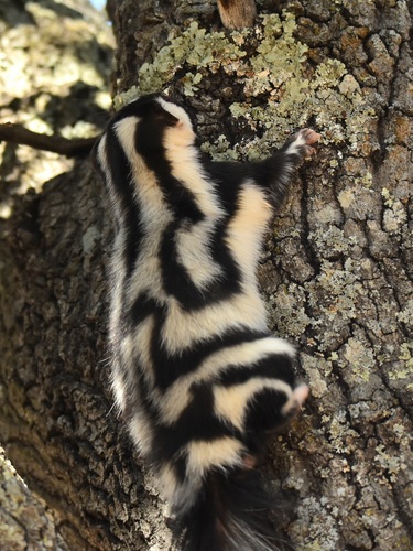 Mofeta del Desierto observed by josepineda