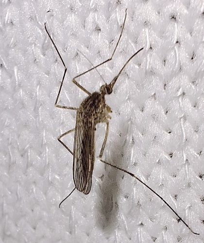 Unknown species found near Woodworth, LA 71485, USA