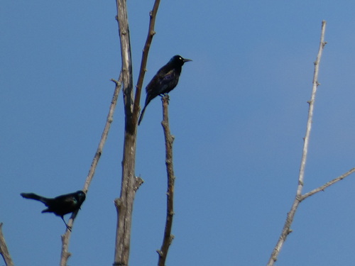Common Grackle observed by jgingold