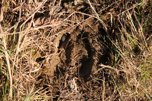 Elk observed by josiahhchase