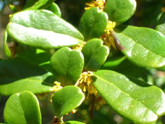 Azara microphylla