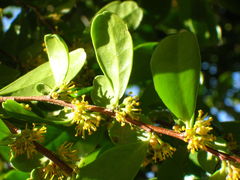 Azara microphylla