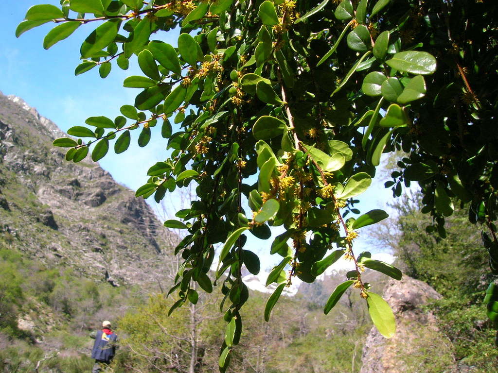 Vanilla tree (Azara microphylla) - Botanical Realm