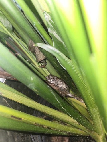 Cope's Gray Tree Frog observed by choptop77