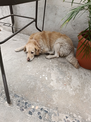 Perro Doméstico observed by josuemar97