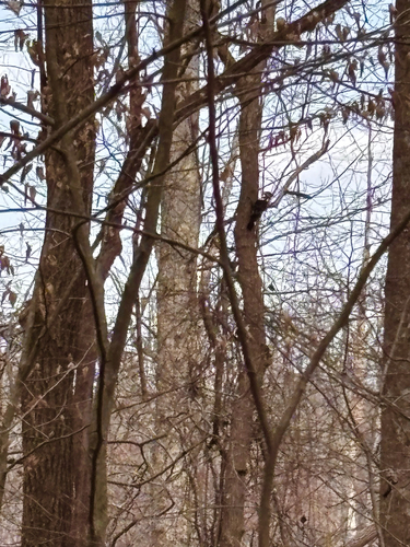 Pileated Woodpecker observed by onyxxx