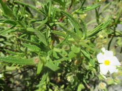 Cistus monspeliensis
