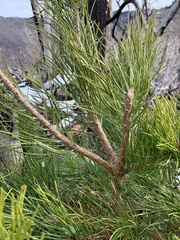 Pinus pungens
