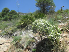 Cistus monspeliensis