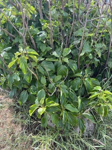 Kou (Cordia subcordata)
