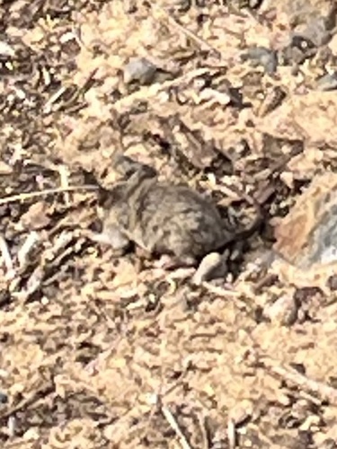 Mus musculus observed 2026-02-27