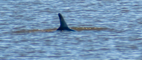 Common Bottlenose Dolphin observed by wilson175