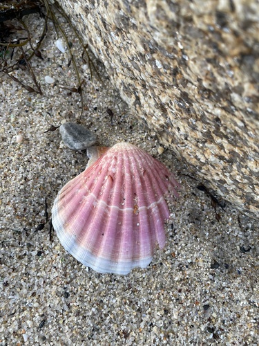 Pecten maximus