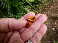 Pleuranthodium racemigerum, photograph (c) Steve Fitzgerald, some rights reserved (CC BY-SA)