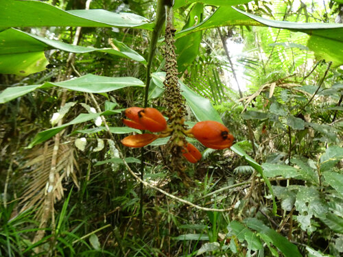 Pleuranthodium racemigerum, photograph 3