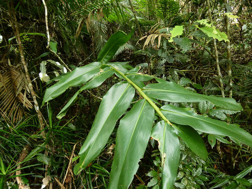 Pleuranthodium racemigerum, photograph 2