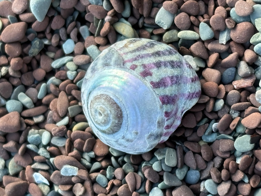 Gibbule ombiliquée