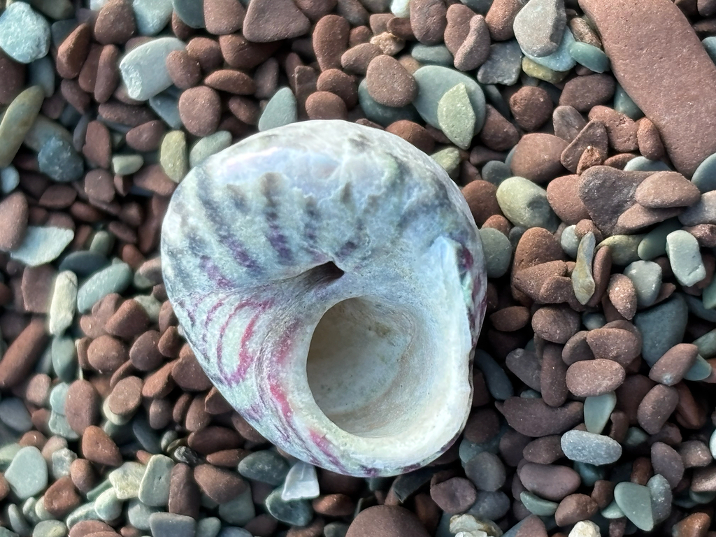 Gibbule ombiliquée