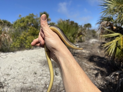 Eastern Glass Lizard observed by add03e