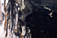 Steatornis caripensis