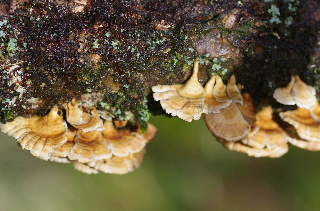 Plicatura crispa · February 2026 · photo: © wildeep (iNaturalist, cc-by)