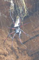 Trichonephila inaurata