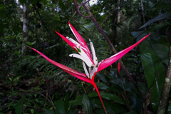 Heliconia acuminata