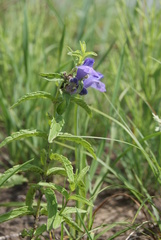 Scutellaria scordifolia