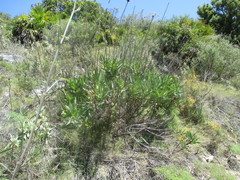 Bupleurum gibraltaricum
