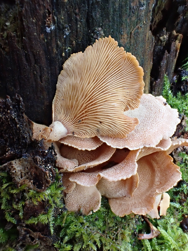 Panellus stipticus · March 2026 · photo: © niob (iNaturalist, cc-by-nc)