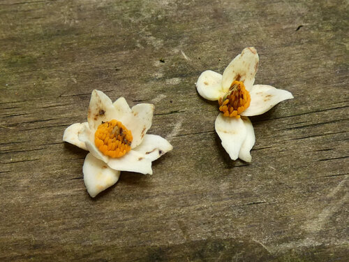 White Carabeen (Sloanea langii)