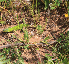 Podarcis waglerianus