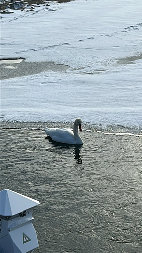 Mute Swan observed by brisketnbriars