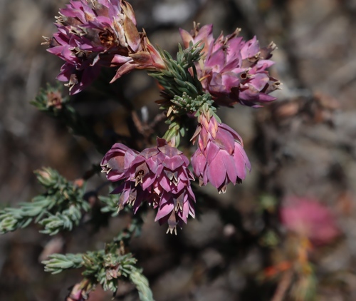 Cup-an-Saucer Heath (Erica glauca)