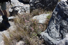 Erica glauca