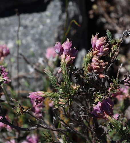Erica glauca, photograph 4