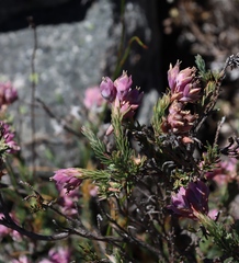 Erica glauca, photograph (c) Tony Rebelo, some rights reserved (CC BY-SA)