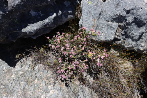 Erica glauca, photograph 1