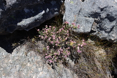 Erica glauca, photograph (c) Tony Rebelo, some rights reserved (CC BY-SA)