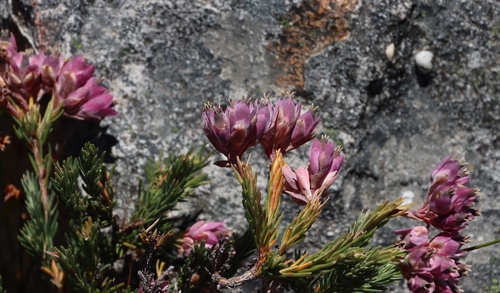 Erica glauca, photograph 2