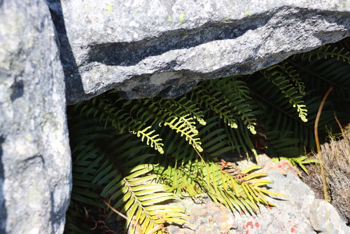 Leathery Hard Fern (Lomariocycas tabularis)