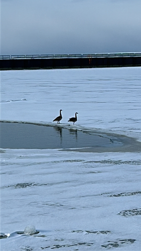 iNaturalist observation 2026-03-01