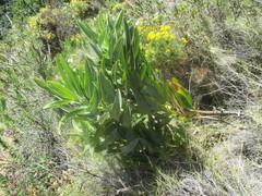 Bupleurum gibraltaricum