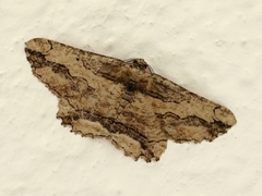 Menophra berenicidaria