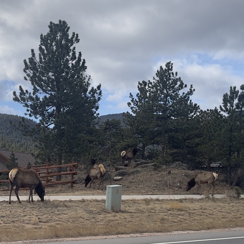 American Elk observed by maui_manini