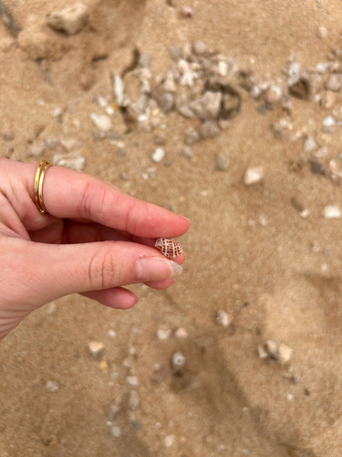 Maculotriton observed 2026-02-09
