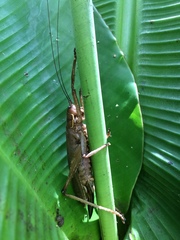 Meroncidius flavolimbatus