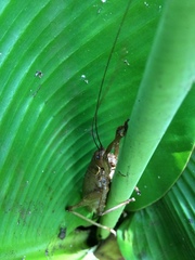 Meroncidius flavolimbatus