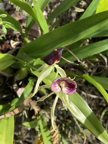 Prosthechea cochleata